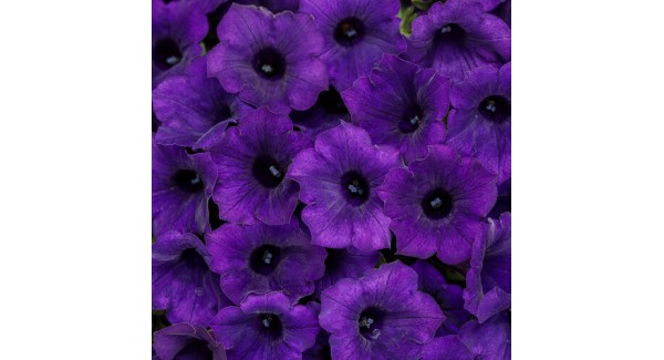 Supertunia Mini Vista® Ultramarine - zestaw 10 sztuk