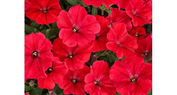 Supertunia Vista® Strawberry - zestaw 10 sztuk