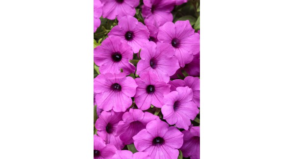 Supertunia Vista® Jazzberry - zestaw 10 sztuk