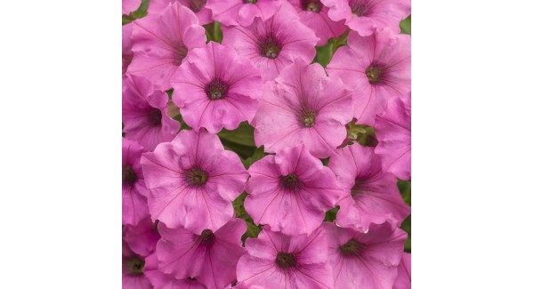 Supertunia Mini Vista® Hot Pink - zestaw 5 sztuk