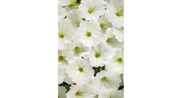 Supertunia Vista® Snowdrift™ - zestaw 10 sztuk