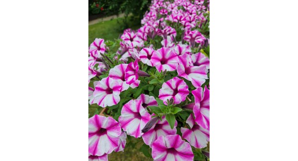 Supertunia Vista® Raspberry Star