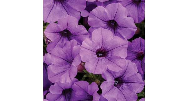 Supertunia Mini Vista® Blue Violet