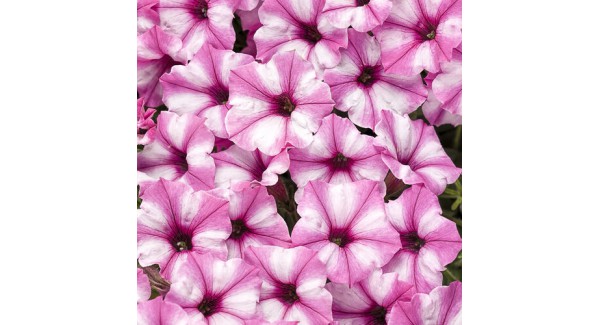 Supertunia Mini Vista® Pink Star