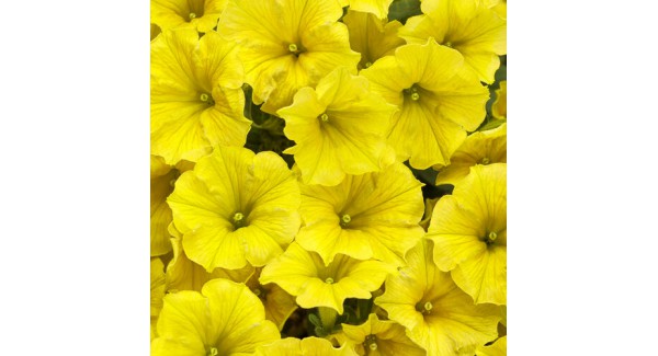 Supertunia Mini Vista® Yellow