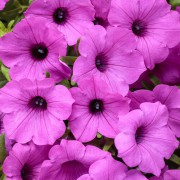 Supertunia Vista® Jazzberry