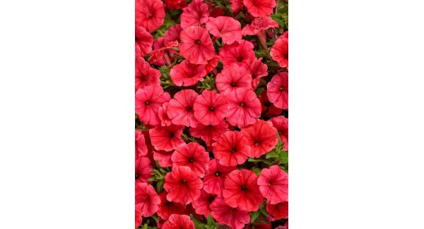 Supertunia Mini Vista® Coral - zestaw 10 sztuk