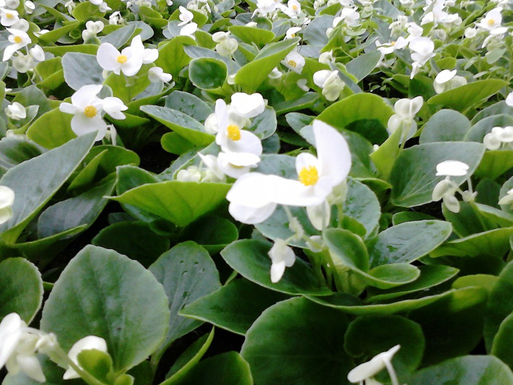 Begonia biała o zielonych liściach