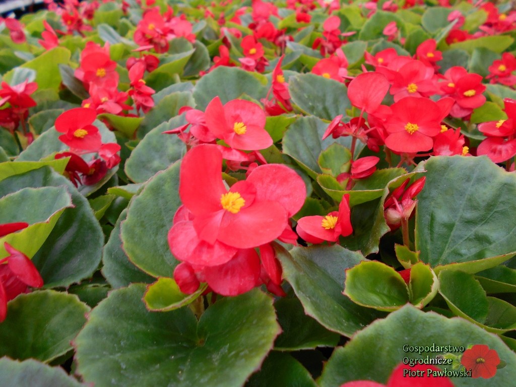 Begonia czerwona o zielonych liściach