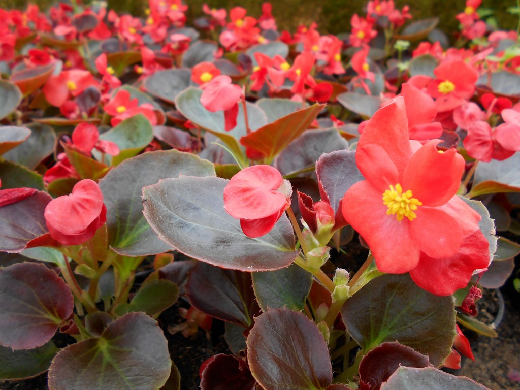 Begonia czerwona o brązowych liściach