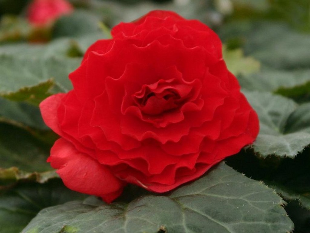 Begonia tuberhybrida Nonstop® Red