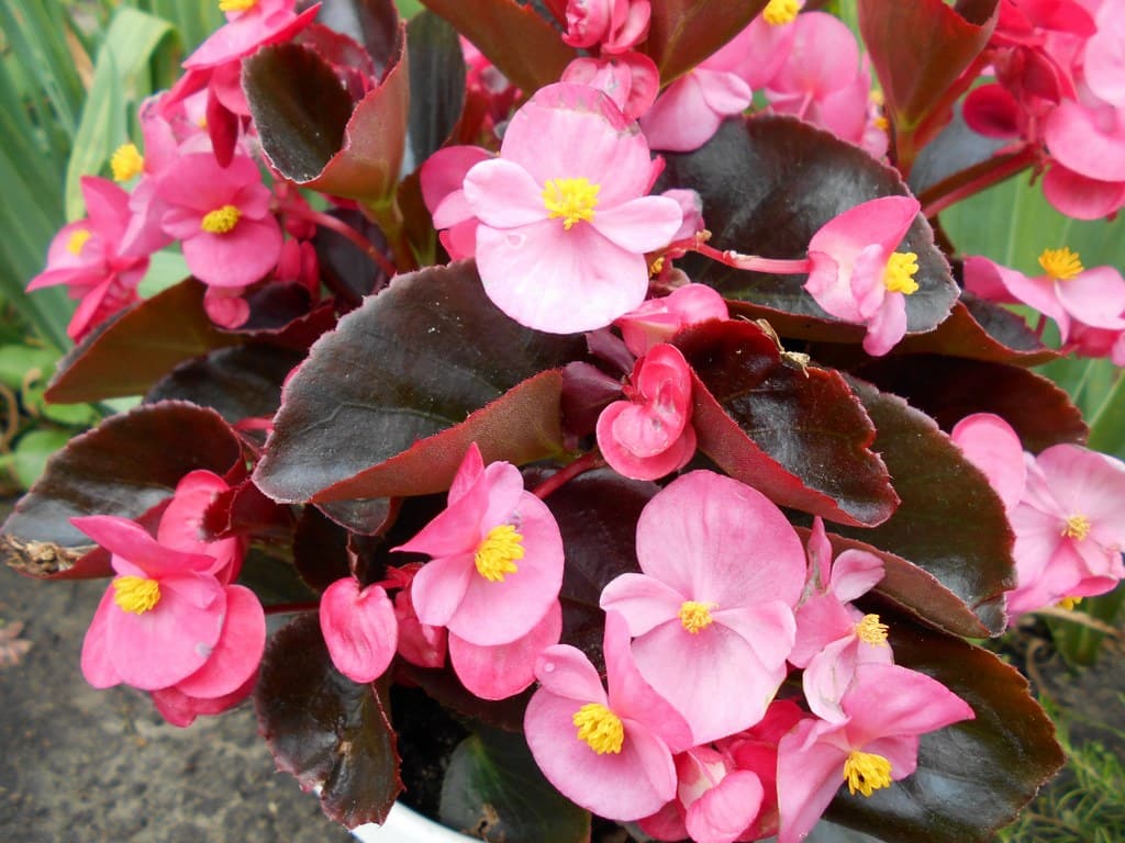 Begonia różowa o brązowych liściach