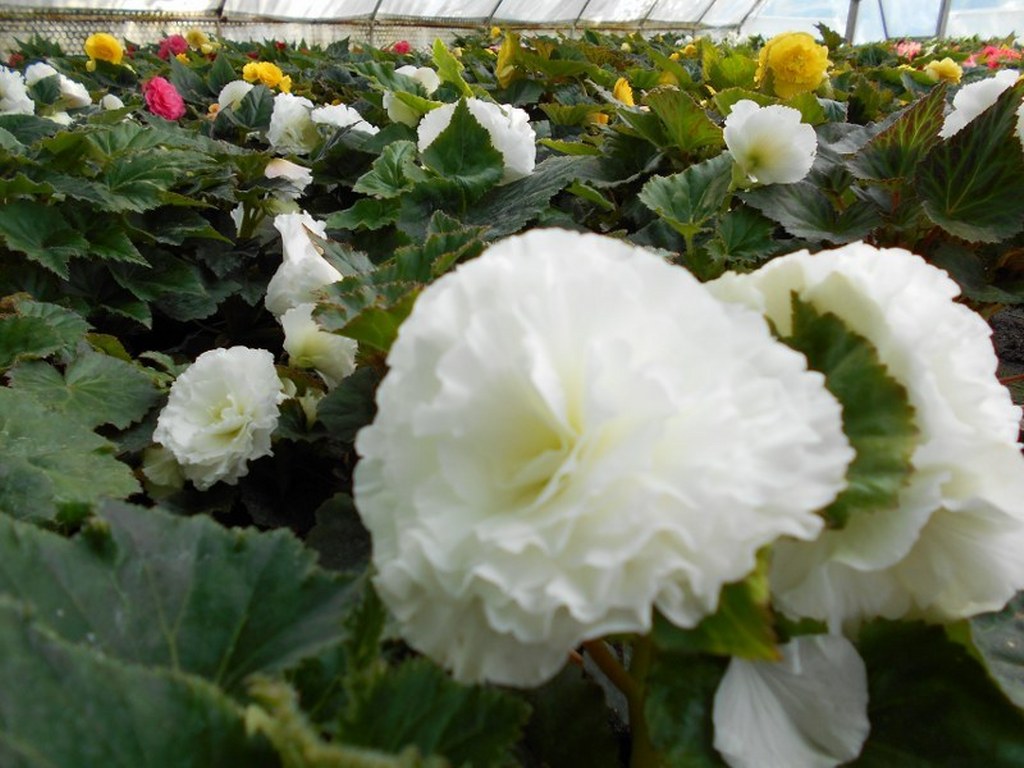 Begonia tuberhybrida Nonstop® White