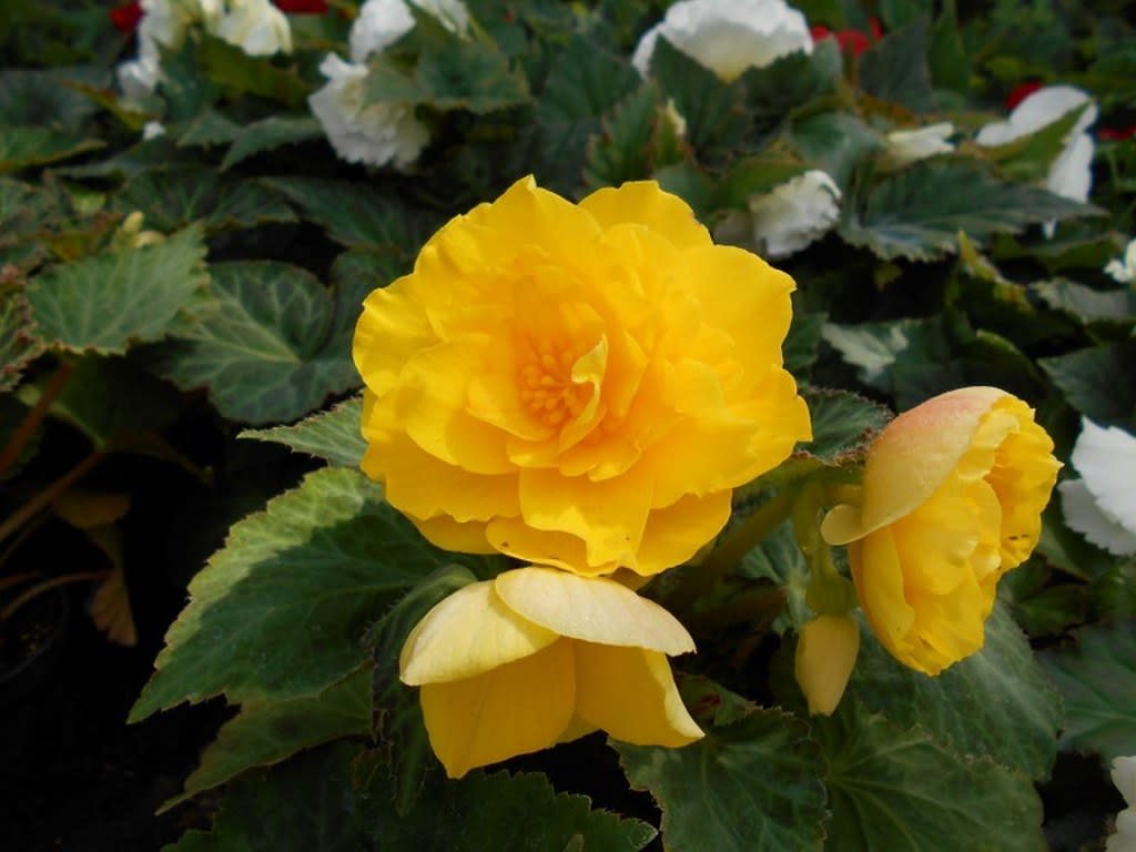 Begonia tuberhybrida Nonstop® Yellow