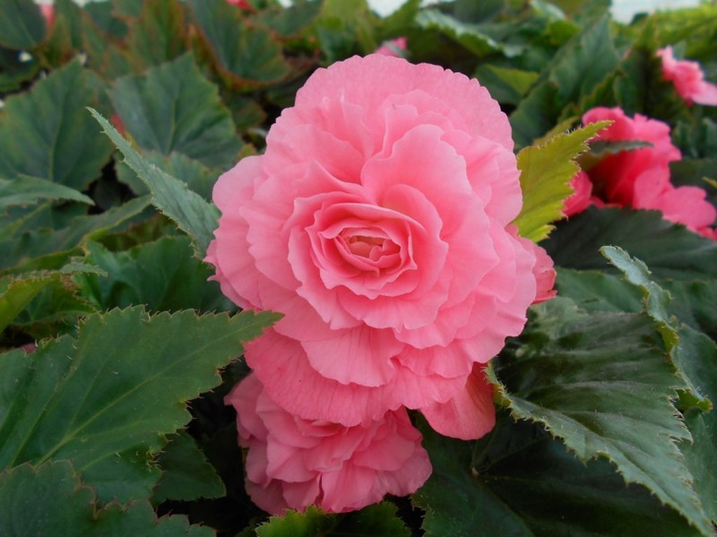 Begonia tuberhybrida Nonstop® Pink