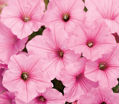 Supertunia Vista® Bubblegum®