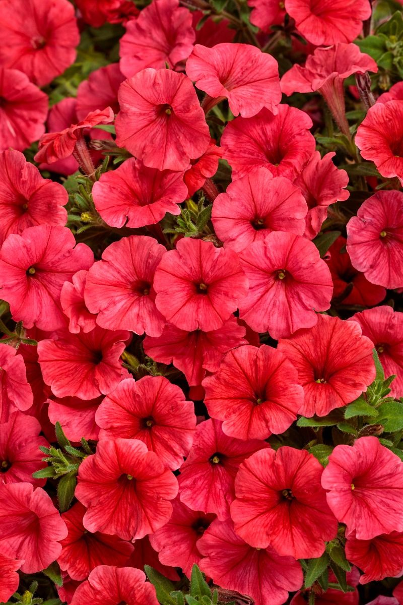 Supertunia Mini Vista® Coral