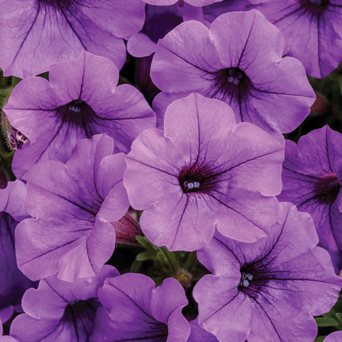 Supertunia Mini Vista® Blue Violet