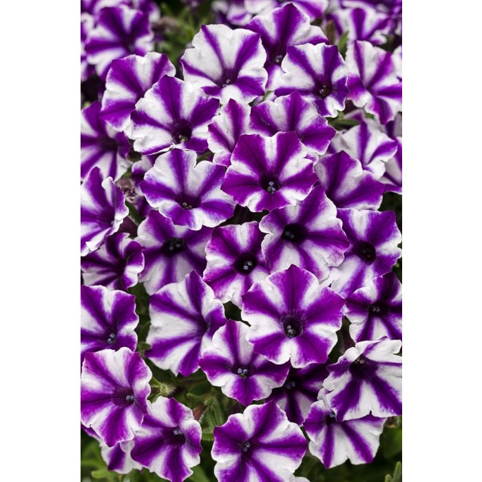 Supertunia Mini Vista® Violet Star