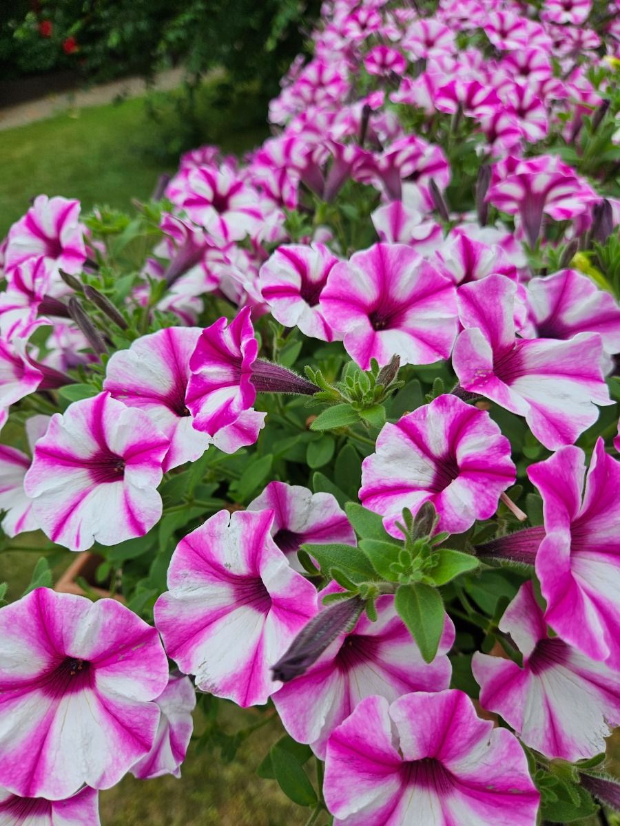 Supertunia Vista® Raspberry Star