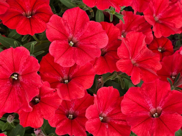 Supertunia Vista® Strawberry