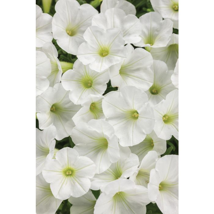 Supertunia Mini Vista® White