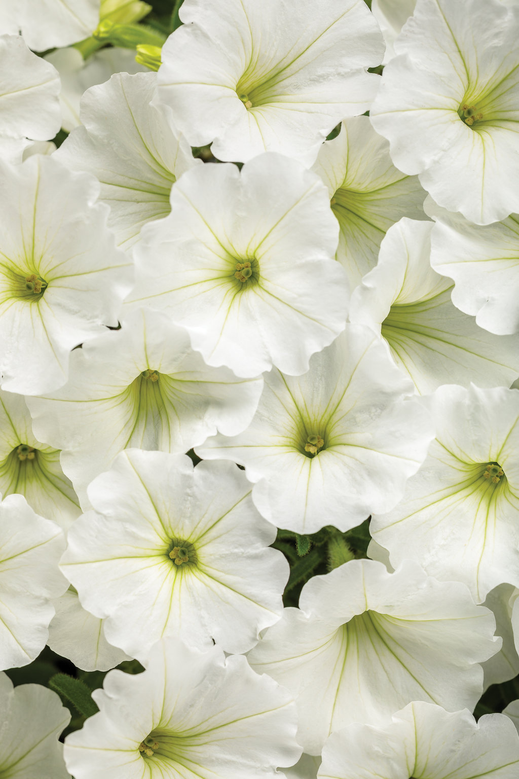 Supertunia Vista® Snowdrift™