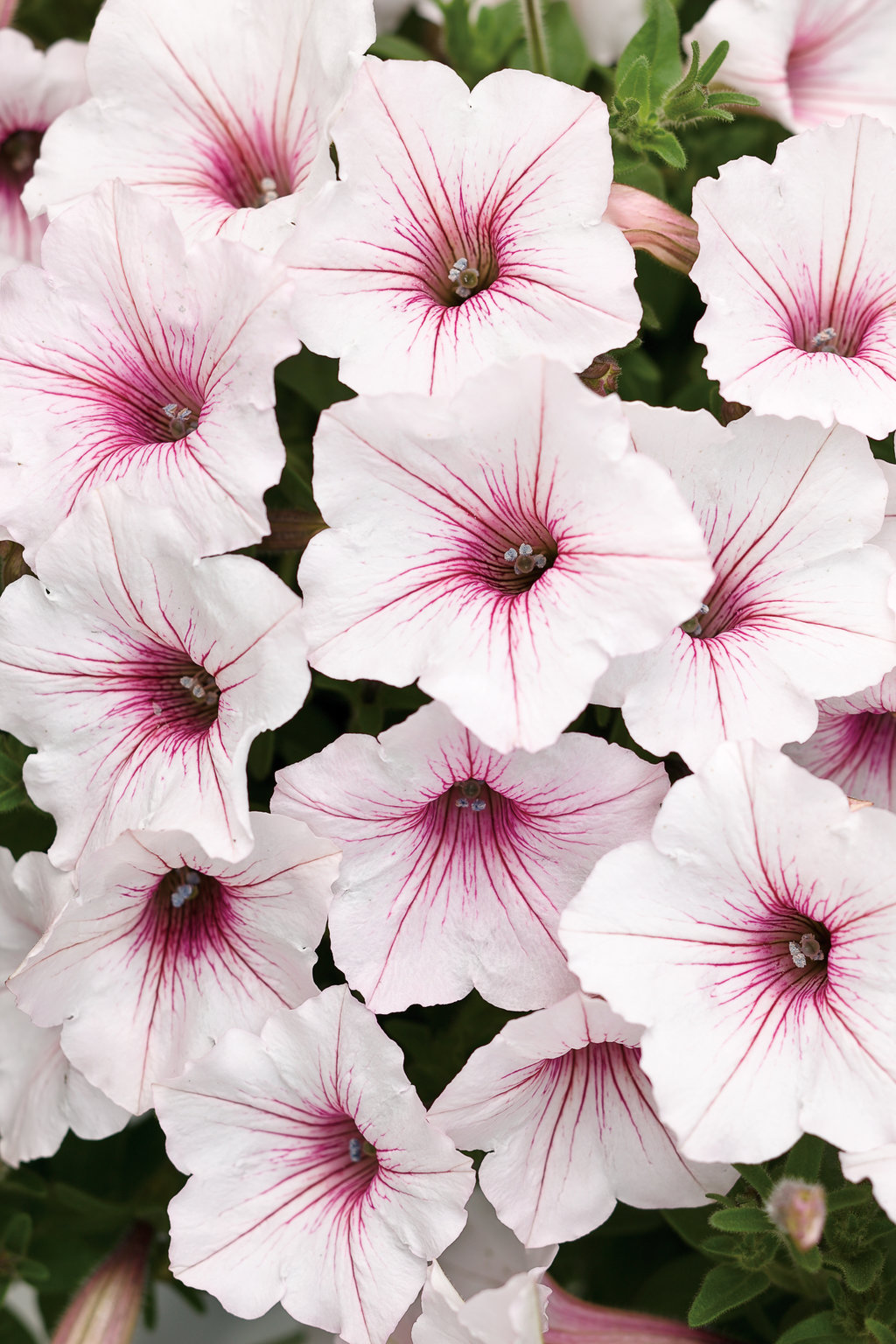 Supertunia Vista® Silverberry