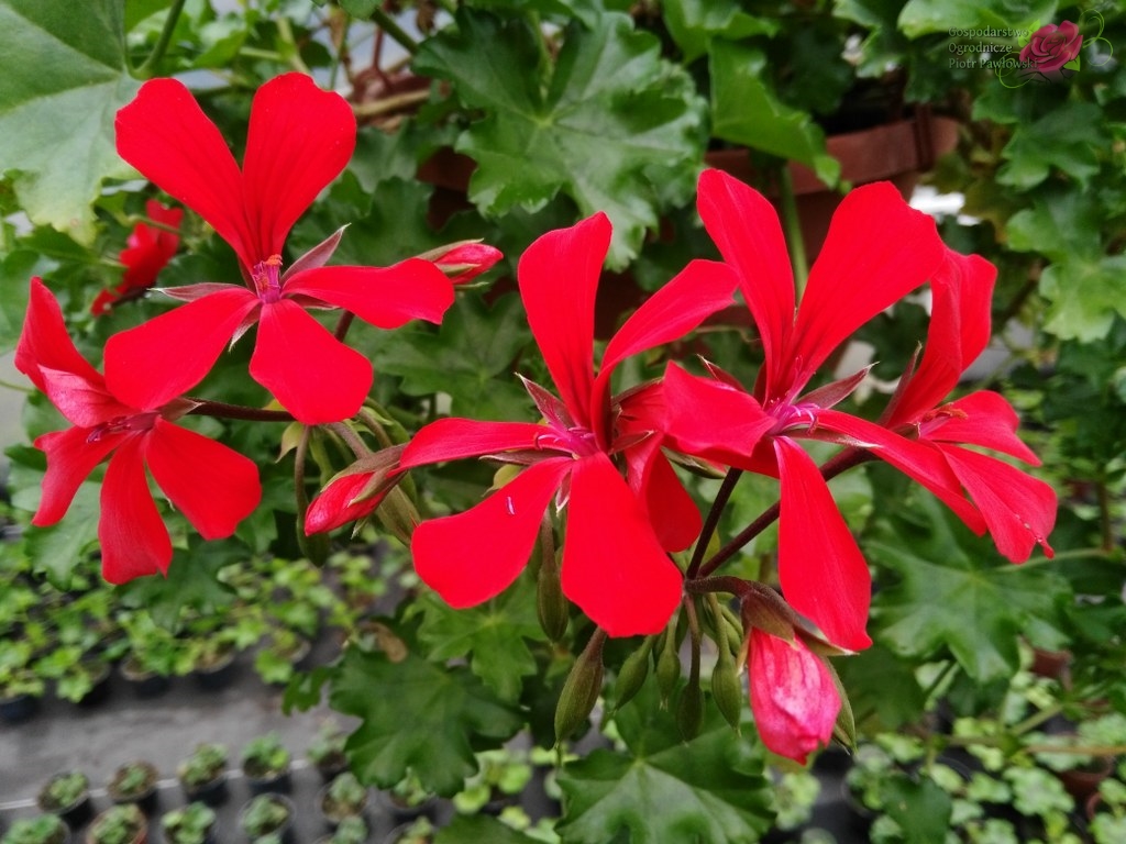 Pelargonia kaskadowa czerwona