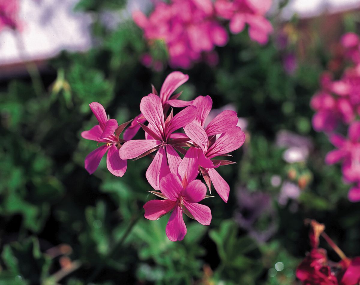 Pelargonia kaskadowa lila