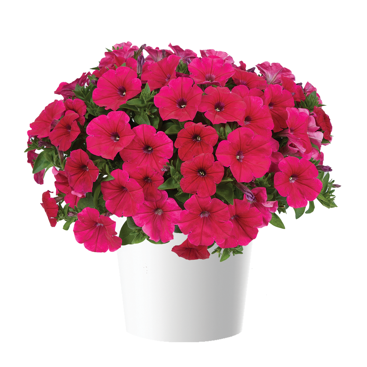 Petunia Cascadias Fuchsia