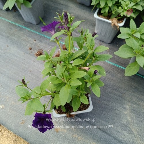 IMG_20250601_122230_644_1080x108047