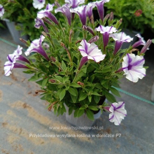 IMG_20250601_122243_093_1080x108056