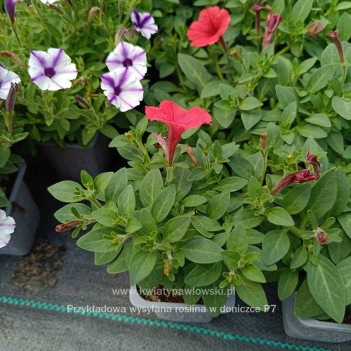 IMG_20250601_122247_940_1080x108065