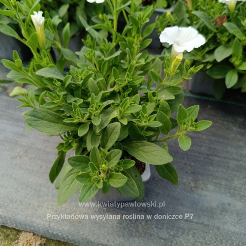 IMG_20250601_122302_040_1080x108065