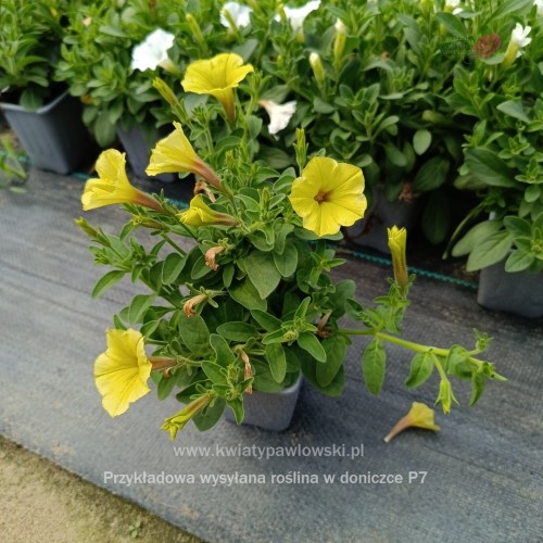 IMG_20250601_122313_502_1080x108035