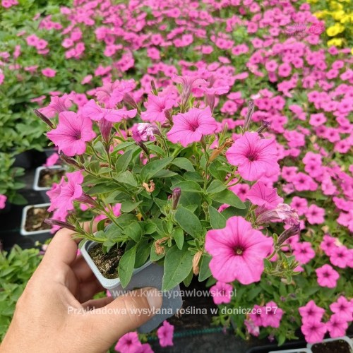 IMG_20250601_122333_917_1080x108021