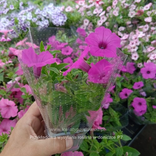 IMG_20250601_122758_661_1080x10805