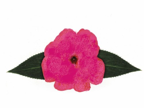 Samba_Classic_Dark_Pink_800x600