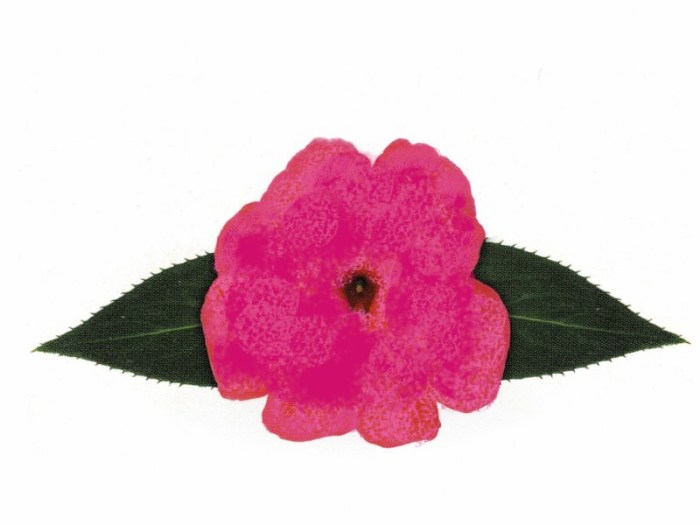 Samba_Classic_Dark_Pink_800x600