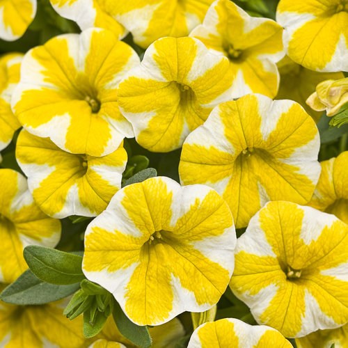 calibrachoa_zolto-biala-1