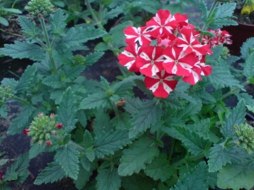 f4b6dca0e2911082f0eb6e1df1a0e11d