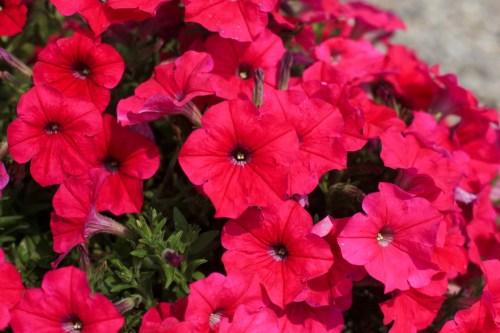 petunia_cascadias_fuchsia-2_1