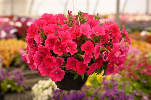 petunia_cascadias_fuchsia_1