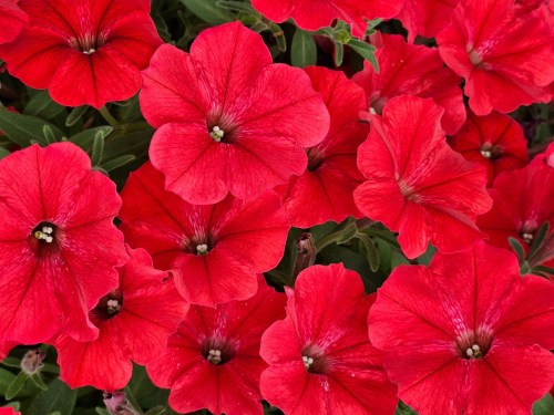 supertunia_vista_strawberry__czka_181
