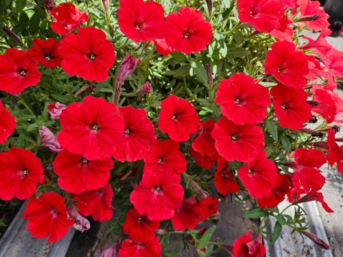 fot. Plantpol