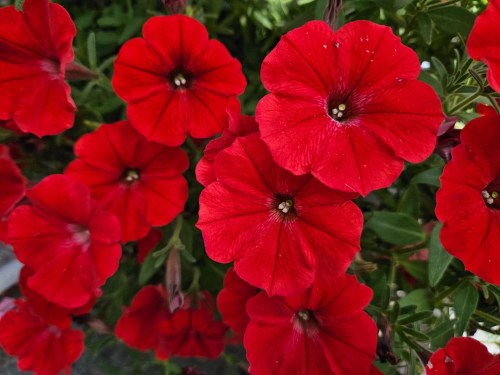 supertunia_vista_strawberry__czka_72