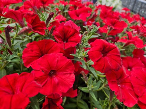 supertunia_vista_strawberry__czka_91